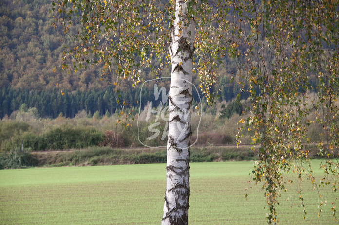 Birke vor Wintergerste