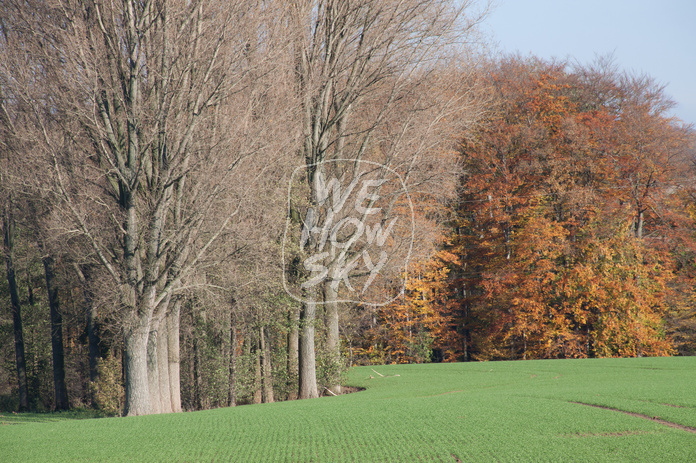Kahle Bäume vor Herbstwald