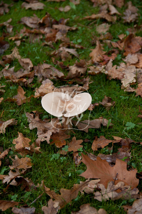 Pilze auf Friedhof