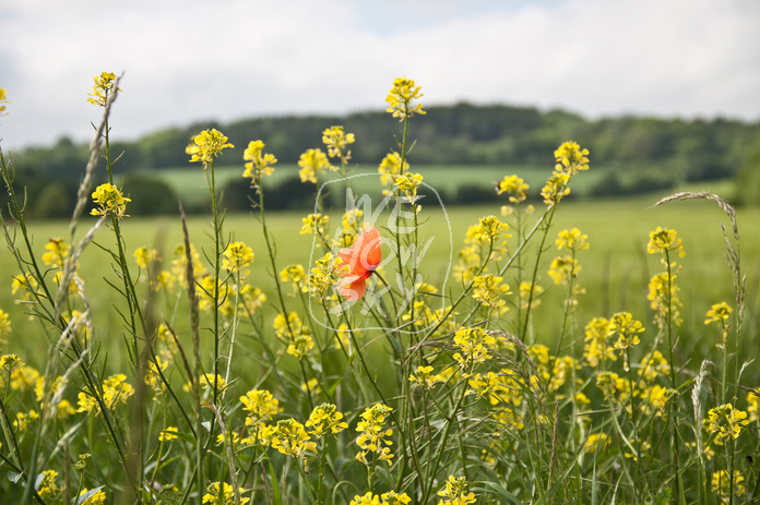 Maisblüten