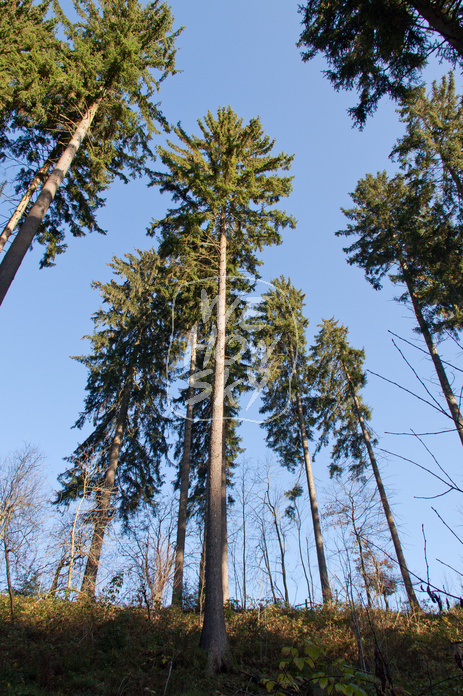 Nadelbäume vor blauem Himmel