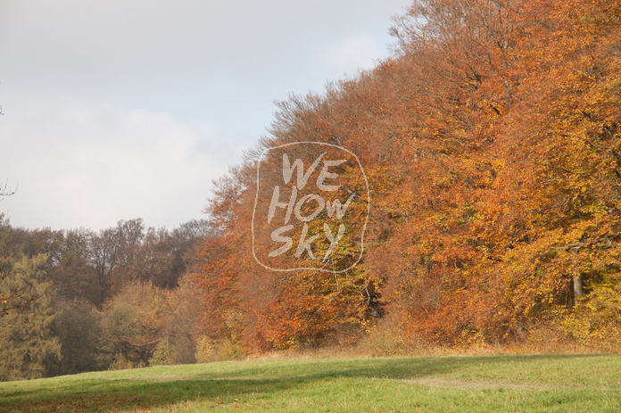 Herbstlichtung