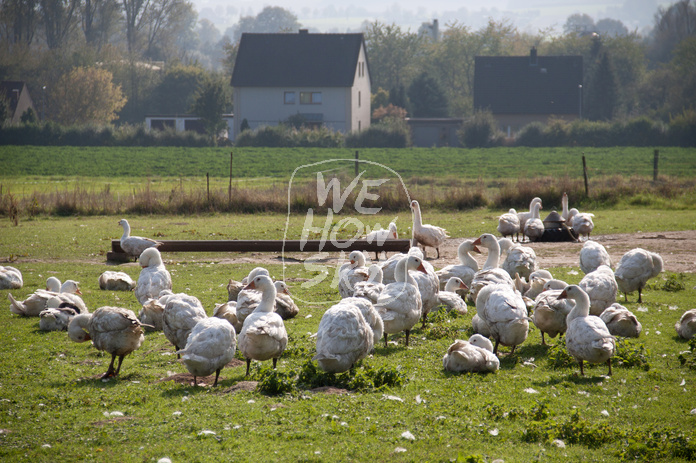 Freilaufende Gänse