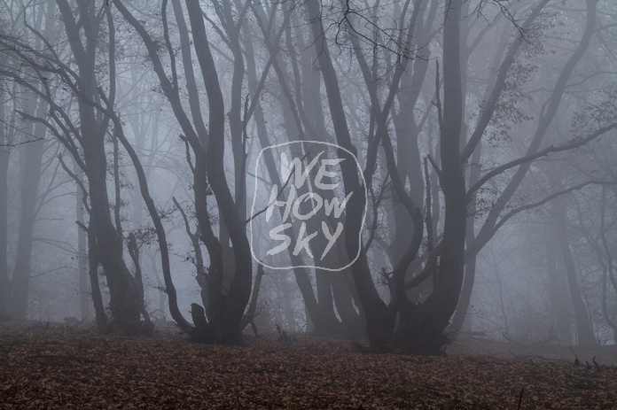 Niederwald im Nebel