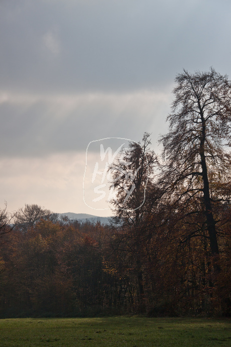 Baumpaar auf Ochsenheide