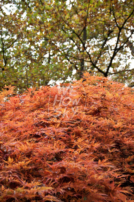 Japanischer Ahorn