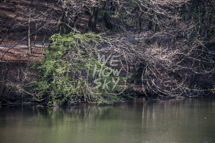 Bäume am Teich