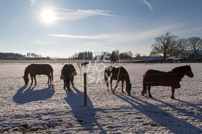 Pferde im Schnee