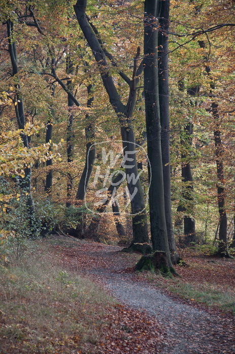 Buchenherbstwald