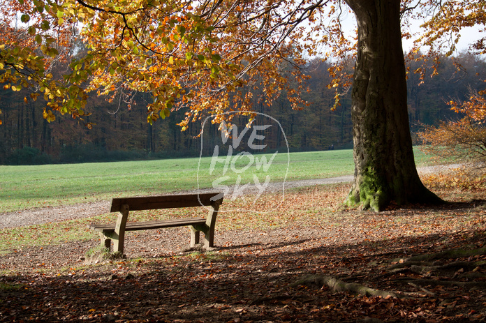 Sitzbänke im Herbstwald
