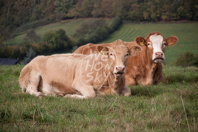 Milchkühe auf einem Hügel