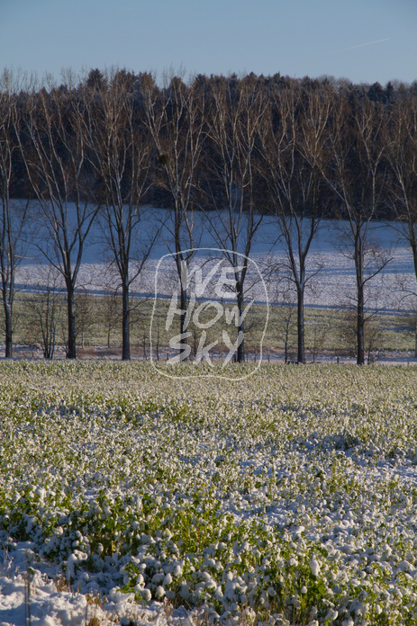 Pappeln im Winter