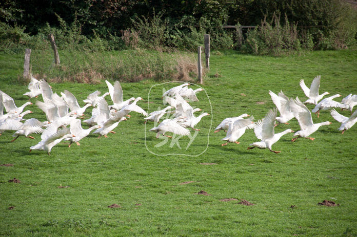 Freilaufende Gänse