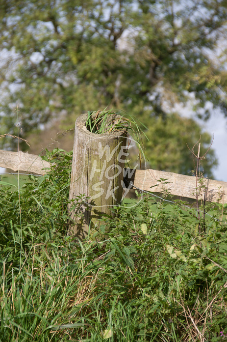 Weidezaun aus Holz