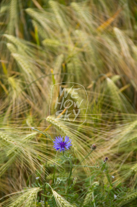 Kornblumen im Gerstenfeld