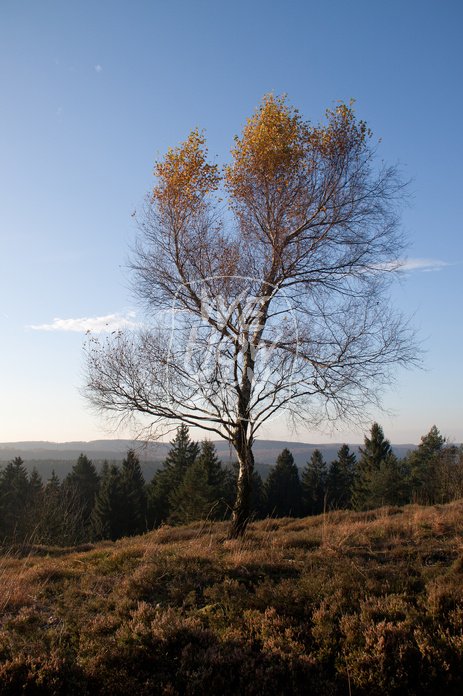 Einzelne Birke