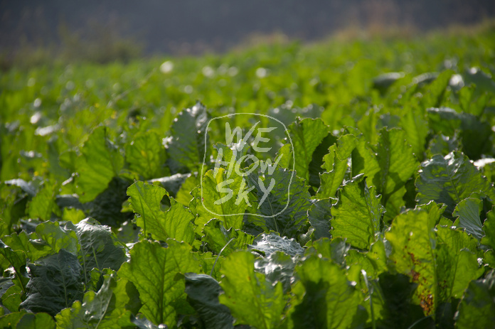 Kohlrabifeld