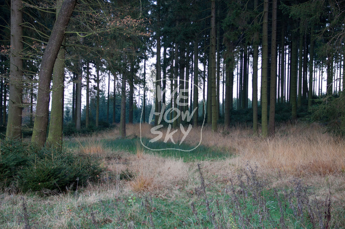 Herbstnadelwald