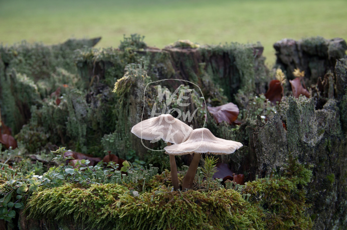 Pilze auf Holzpfosten
