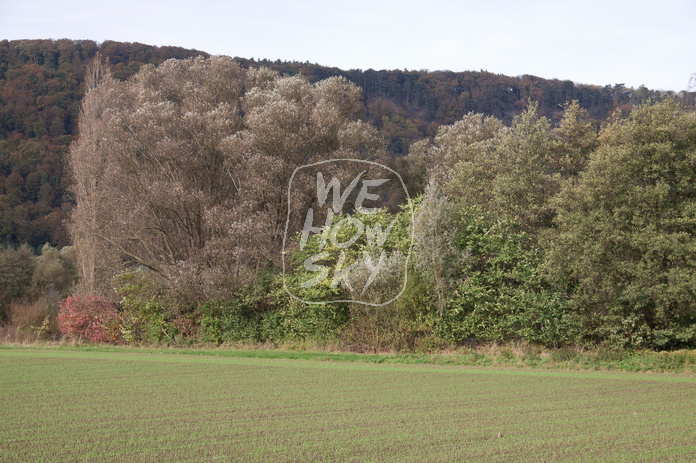 Busch- und Baumreihe
