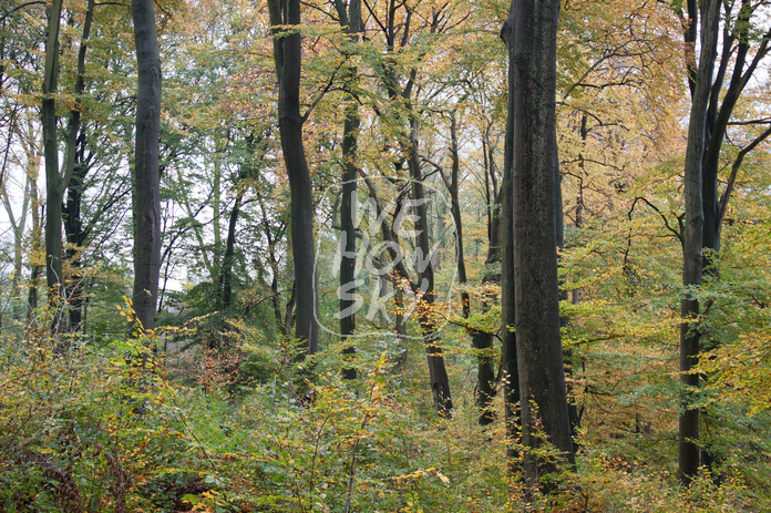 Herbstwald