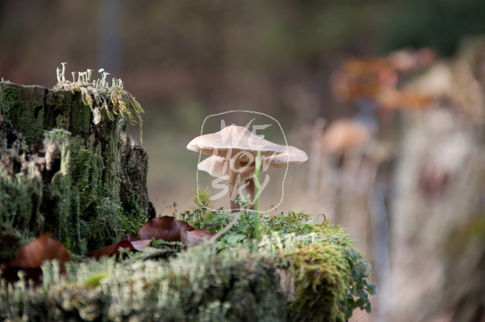 Pilze auf Holzpfosten