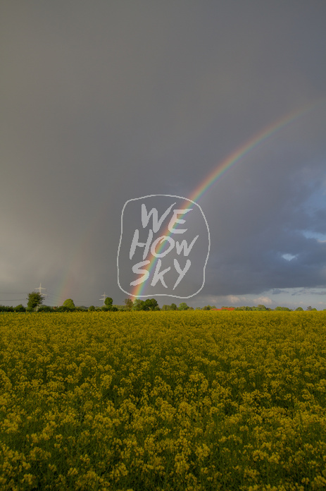 Regenbogen hinter Rapsfeld