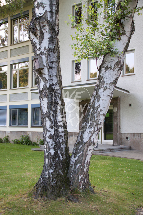 Birkenpaar