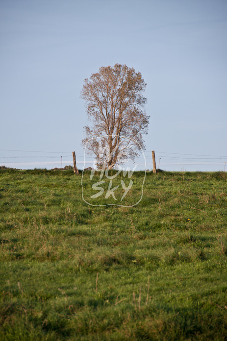 Stacheldrahtzaun mit Holzpfosten