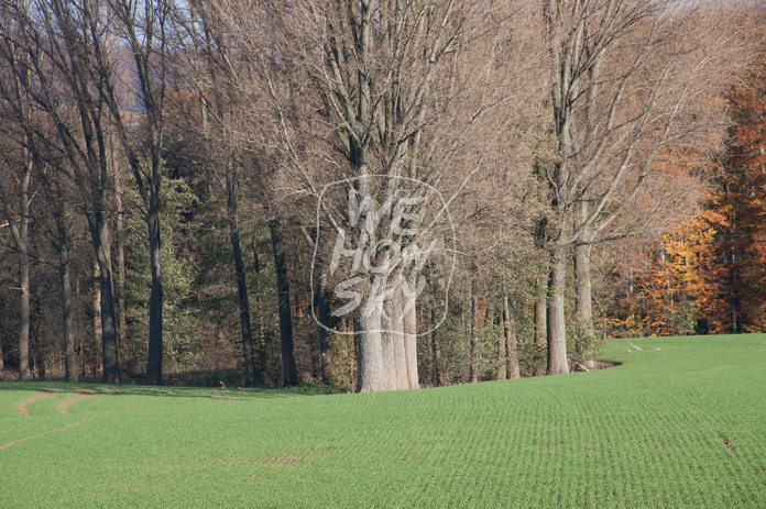 Kahle Bäume vor Herbstwald