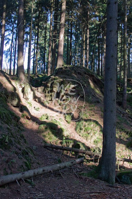 Nadelwald lichtdurchflutet