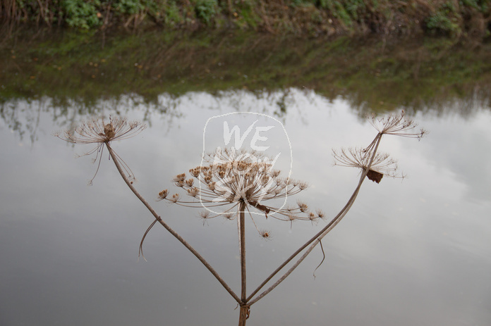 Spiegendes Wasser