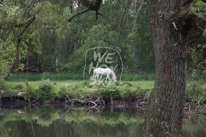 Schimmel hinter Teich