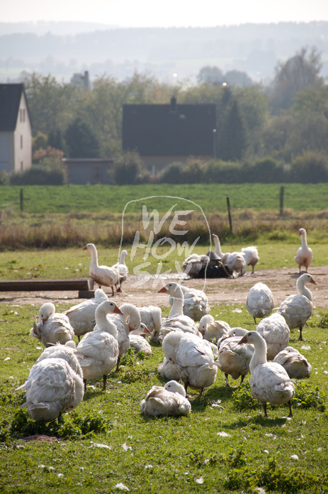 Freilaufende Gänse
