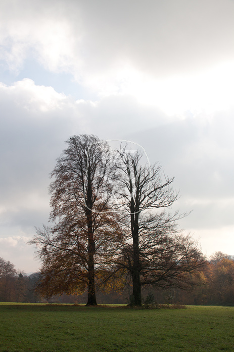 Baumpaar auf Ochsenheide