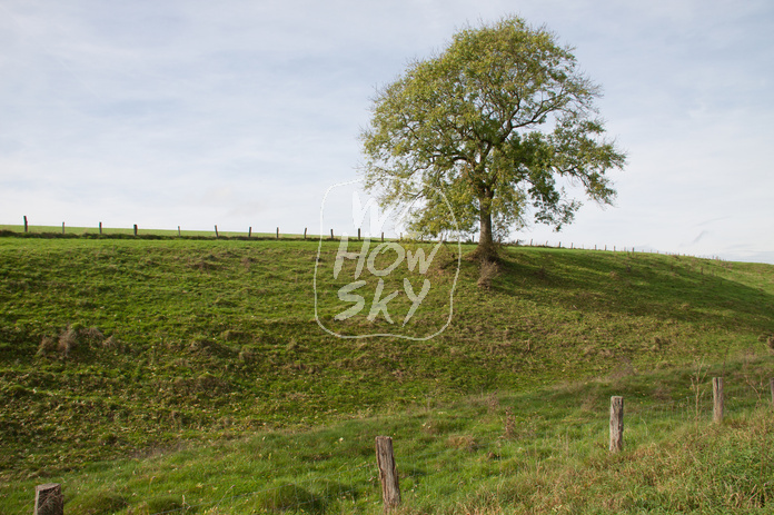 Solitär vor blauem Himmel