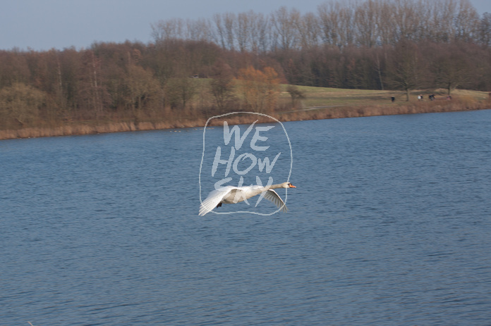 Schwan im Landeanflug