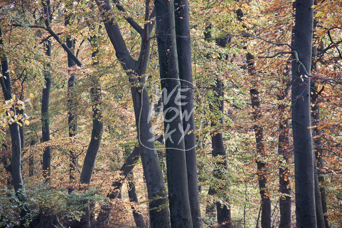 Buchenherbstwald
