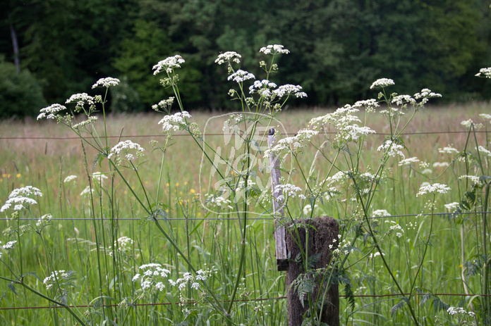 Stacheldraht vor Blumenwiese