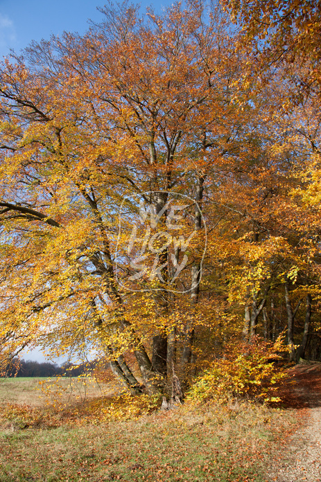 Herbstbuche