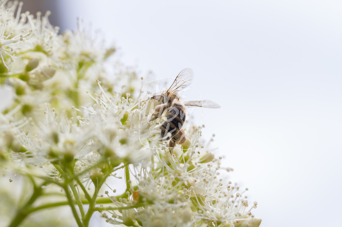 Biene auf Kletterhortensie