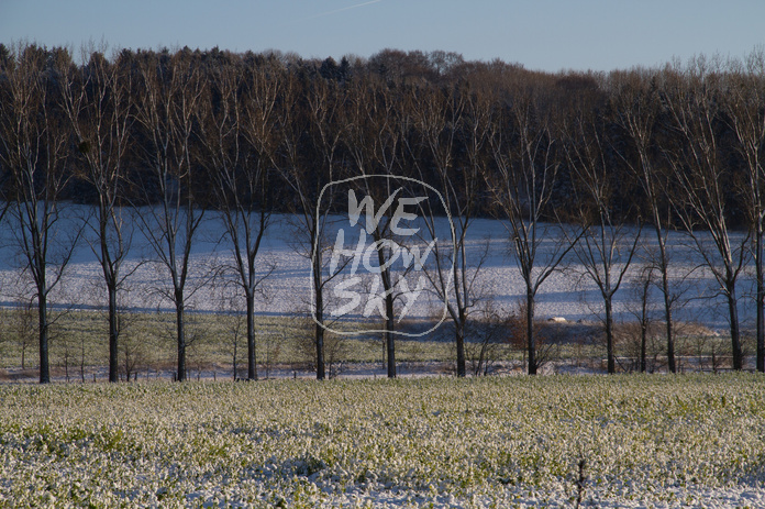 Pappeln im Winter