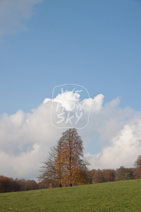 Herbstsolitär