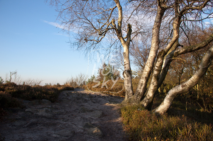 Birkenbund