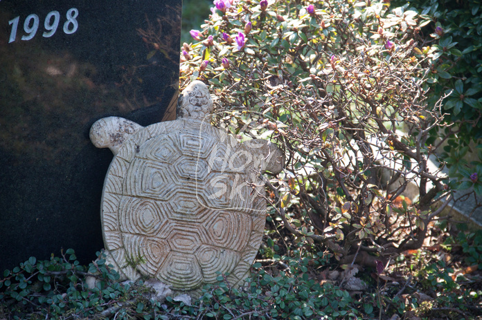 Steinschildkröte