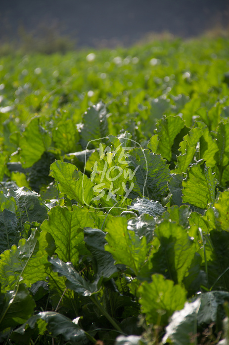 Kohlrabifeld