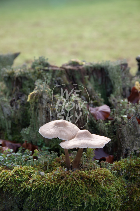 Pilze auf Holzpfosten