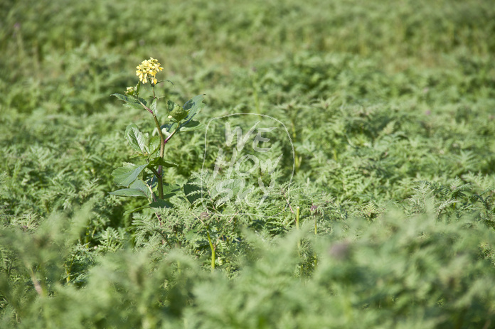 Grünes Feld mit gelber blume