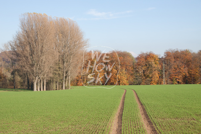 Kahle Bäume vor Herbstwald