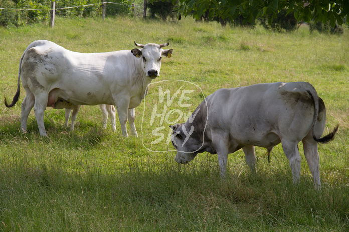 Piemonteser Rind